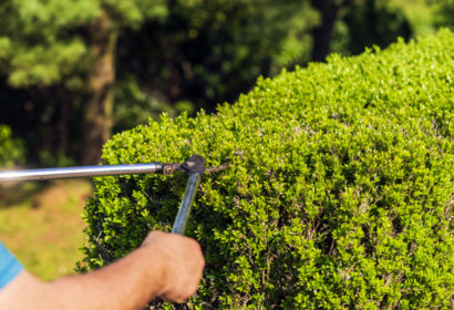 Male gardener pruning a bushes in the garden, green sunny nature