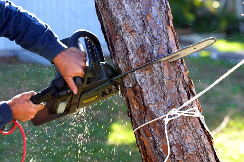 Find The Best Tree Trimming Near Me Services in Your Area - Tree trimming  cost, Tree service, Live oak trees