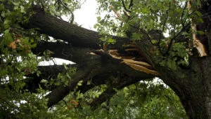 Hazardous Trees Hazardous Trees