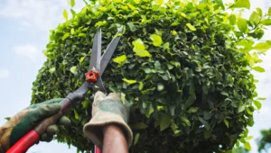 Pruning Pruning