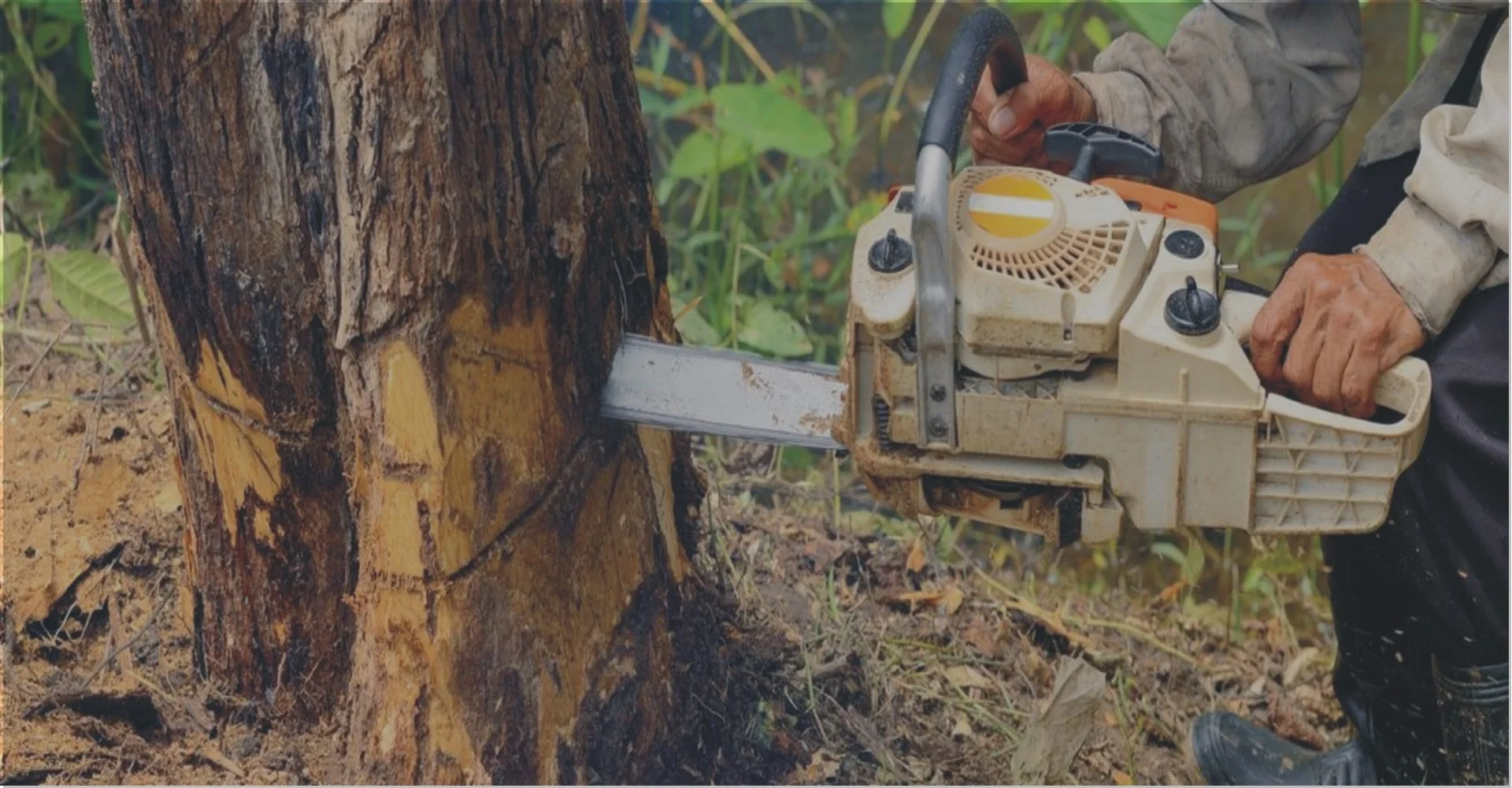 tree service